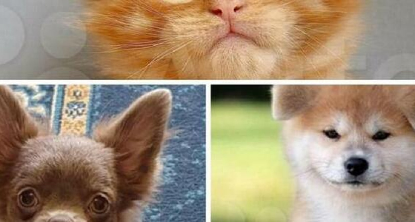 Изобеловая лавретка и лиловый чихуахуа: ТОП-5 самых дорогих питомцев, которые продаются в Новороссийске