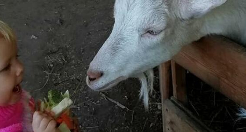 Из парка имени Фрунзе в Новороссийске исчезнет живой уголок