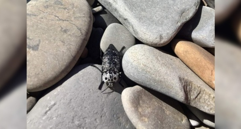 В Новороссийске обнаружили необычного жука: насекомое занесено в Красную книгу