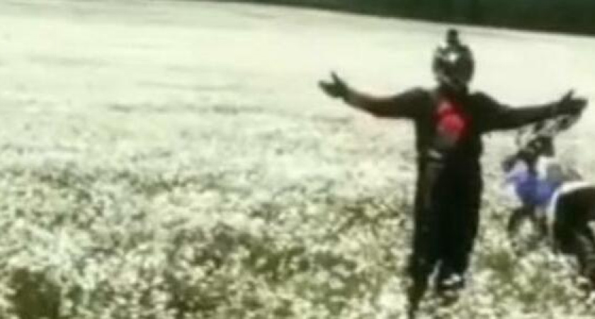 Огромное поле ромашек зацвело недалеко от Новороссийска (видео)