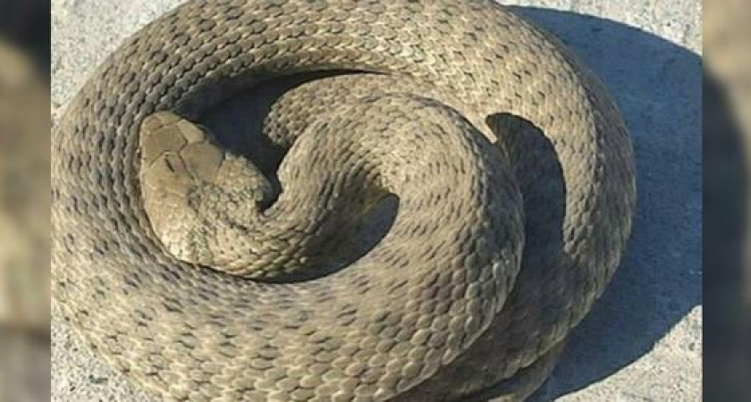 Жители Новороссийска обнаружили на одном из пляжей краснокнижную гадюку