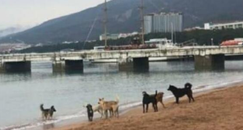 Животные умирали в конвульсиях на глазах у детей: на набережной Геленджика потравили бездомных собак