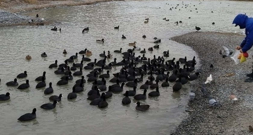 «Они очень голодные». Жительница Новороссийска призывает подкармливать  диких уток и лебедей (но только не хлебом)