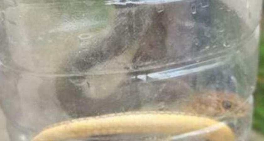 Новороссийцев продолжают атаковать змеи