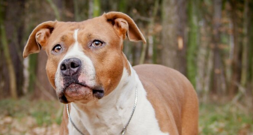 "Внаглую с псом без намордника заперлась в лифт!": в одной из многоэтажек Новороссийска разразился скандал собачников