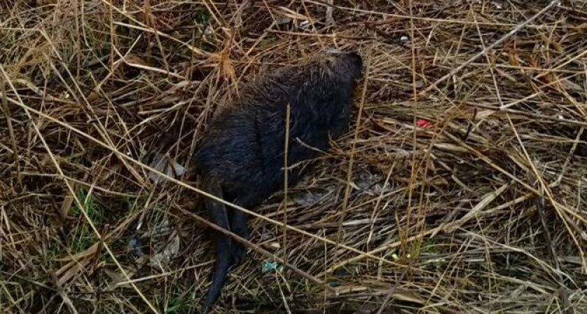 Любимица новороссийцев нутрия из Суджукской лагуны погибла 