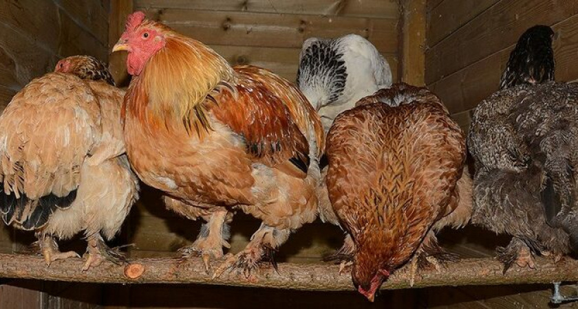 Новороссийцы обнаружили курятник на гараже в центре Южного района