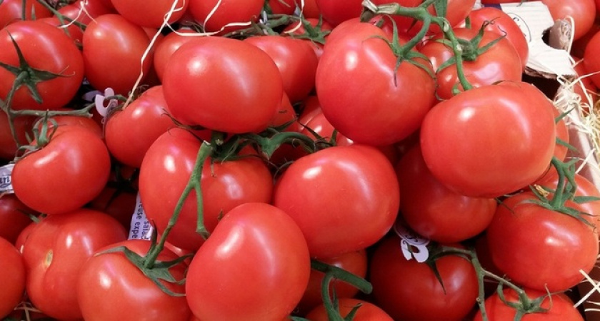 Помидоры попрут ящиками: всего одна чайная ложка чудо-средства