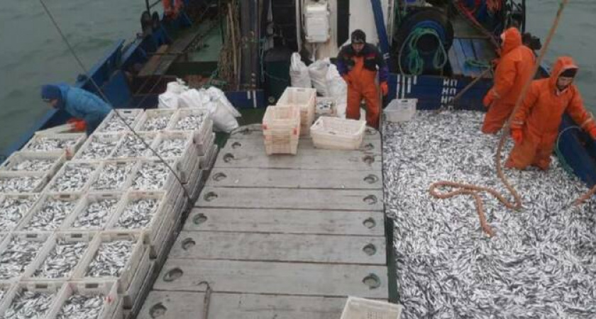 Хамса не придет: новороссийцы могут остаться без любимой рыбы