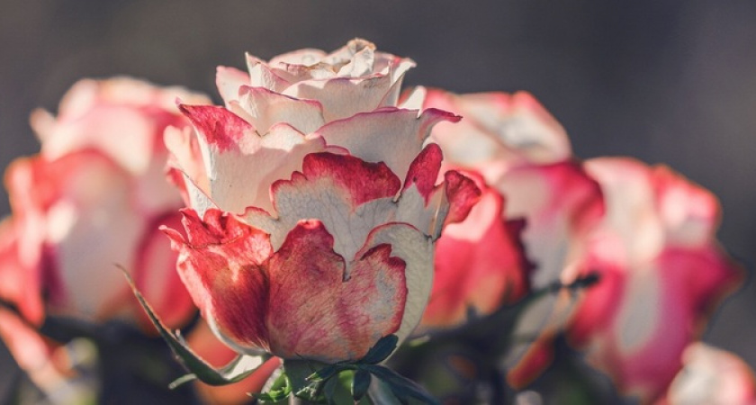 Топ-5 самых красивых сортов роз: превратят скучную дачу в райский сад