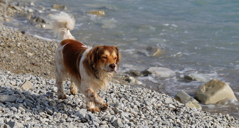 Строительство новых собачьих площадок в Новороссийске завершится к концу 2023 года