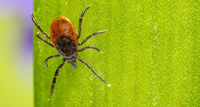 Клещи гибнут молниеносно: копеечное средство защищает лучше всех магазинных аэрозолей