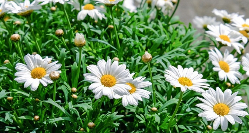 Что посадить в начале весны: эти три цветка превратят дачу в райский уголок