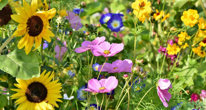 Сажаю эти цветы под зиму – и сижу спокойно: а потом они сами цветут всю весну и лето – сад без лишних хлопот