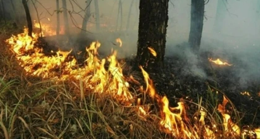 Запрет продлили: в Новороссийске снова нельзя ходить в лес