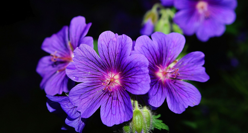 Пышное цветение: как вернуть к жизни умирающею герань