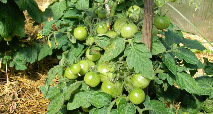 Опустите томаты в воду: защита от фитофтороза и сохранение урожая
