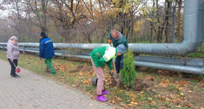 На старые грабли: в Новороссийске снова сажают туи, которые регулярно засыхают при местном климате