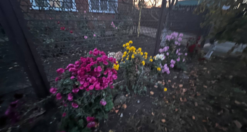 Лучше досок и рабицы: такой забор надежно защитит от соседей и создаст прекрасную атмосферу на даче