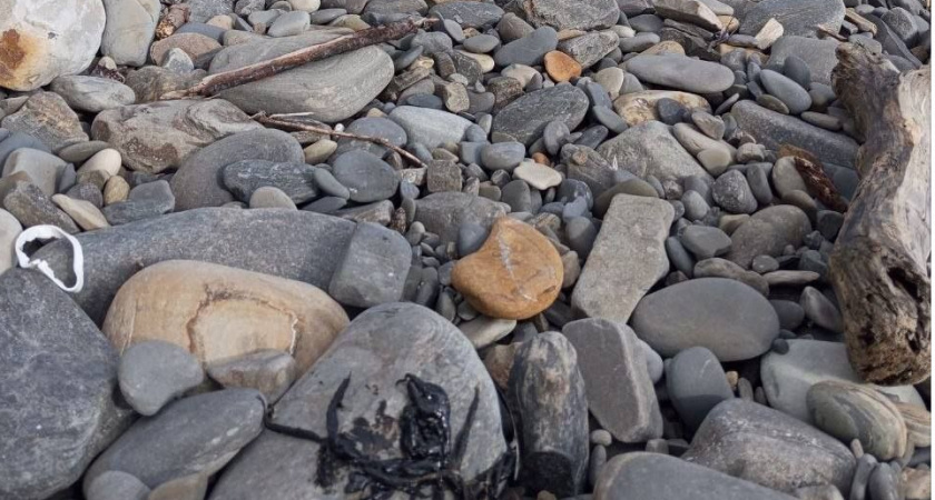 На пляже в Новороссийске обнаружили куски мазута