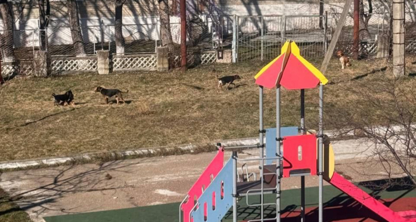 «Они грызутся между собой»: стаи крупных собак пугают жителей Новороссийска