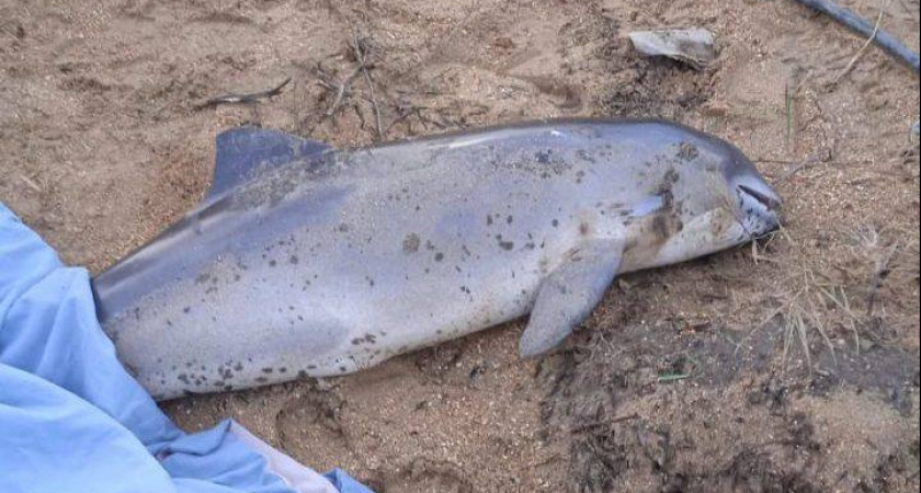 Число погибших после разлива мазута дельфинов достигло 84