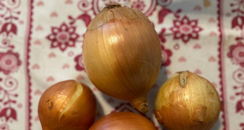 Лук «вымахает» огромным, если так обойтись с рассадой: секрет от агронома, чтобы получить луковицы по 500 граммов