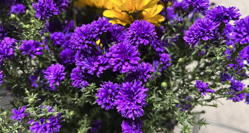 Только не здесь: названы популярные места в огороде, куда лучше не «втыкать» бархатцы