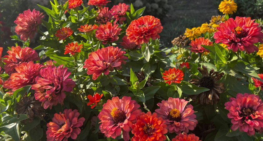 В феврале сею эти 10 цветов — к лету на клумбе шоу цветения: список прекрасных однолетников от садовода со стажем