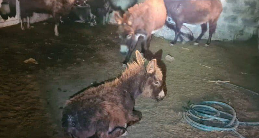 Варвары в Варваровке: под Анапой неизвестные ранили ослика стрелой