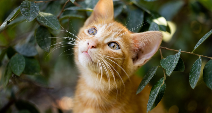 В Роспотребнадзоре предупредили об опасной инфекции, которая передается от кошек