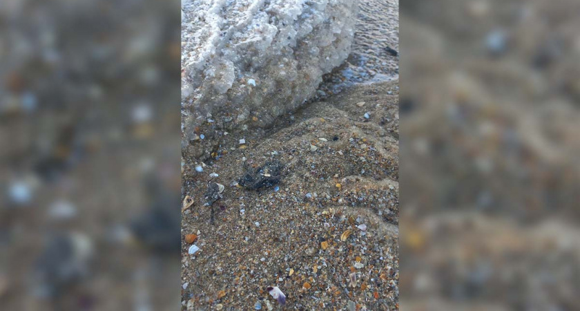 «Об отдыхе в Анапе надо забыть на пару лет»: учёные высказались о последствиях катастрофы с мазутом