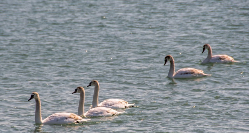 Семья лебедей из Новороссийска стойко перенесла норд-ост: птицы в полном порядке
