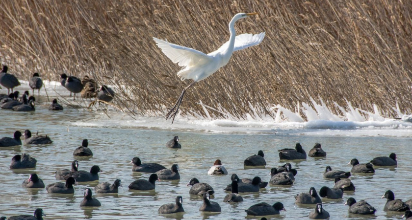Прилетели не от лучшей жизни: в Новороссийске и окрестностях можно увидеть белых цапель