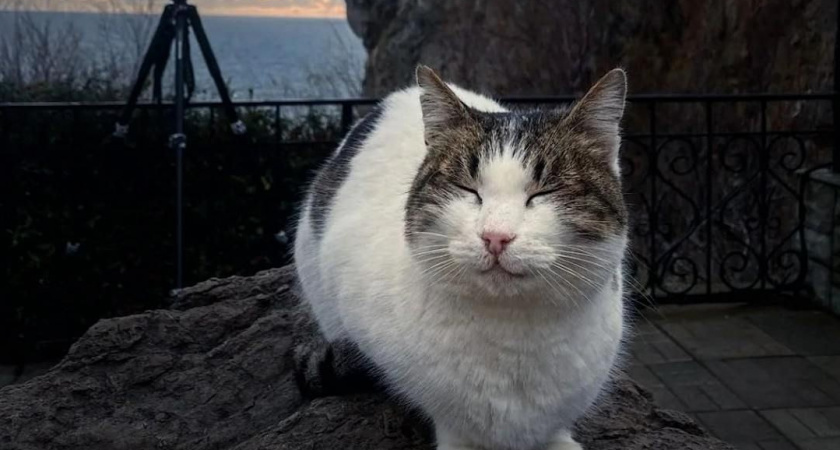 «Она начала вырываться»: живодер не смог внятно объяснить, зачем он сбросил кошку с обрыва смотровой площадки в Крыму