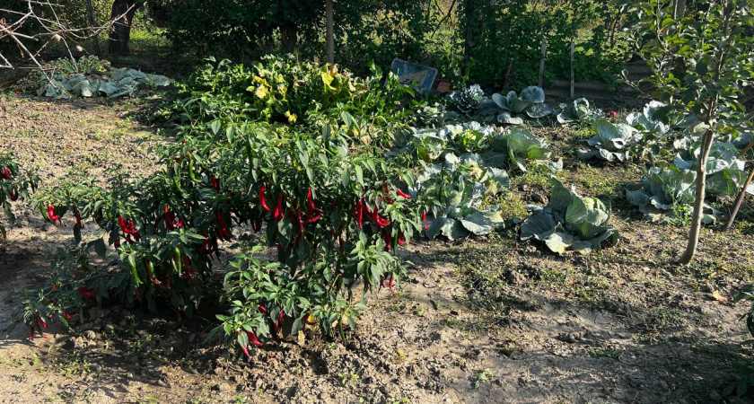 Замочите семена в таком растворе, и перец с баклажанами взойдут на 10 день после посева