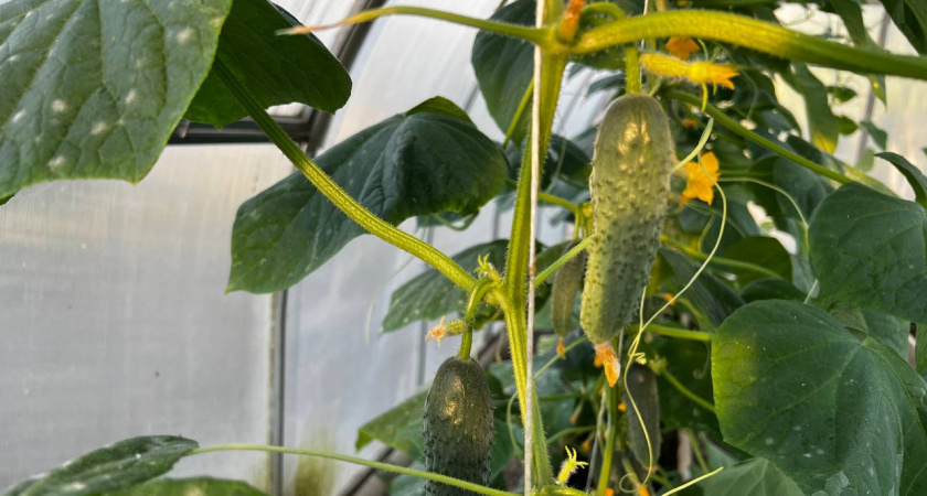 Дачникам, кому надо сразу и много: мега урожайный гибрид дает по 8-10 огурцов в каждом узле - устанете собирать урожай