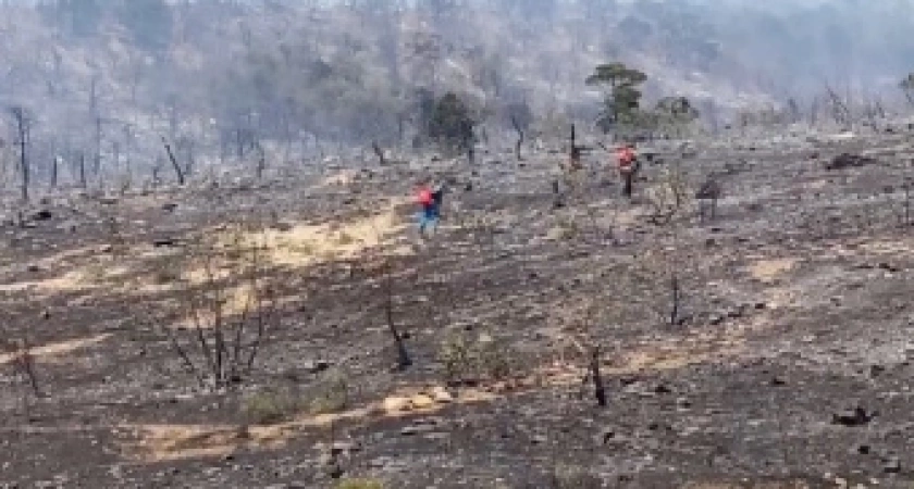 Ущерб от лесного пожара в Дюрсо под Новороссийском превысил 5 миллиардов рублей