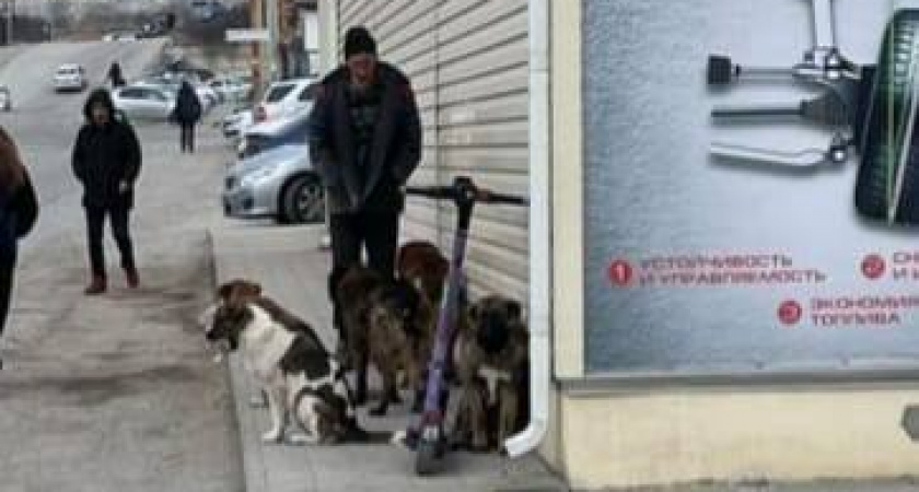 «Бросаются на людей»: стая собак пугает жителей Новороссийска