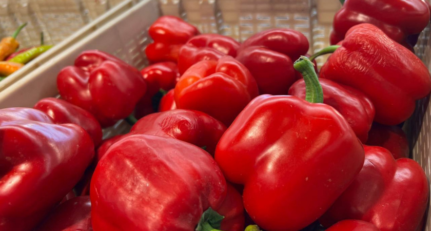 3 лайфхака – и перец взойдет за 5 дней: мгновенное прорастание крепкой рассады - рассказал эксперт