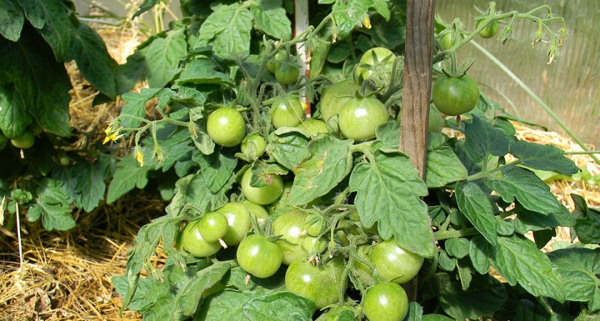 "Сажаем только эти 2 сорта помидоров — и нарадоваться не можем" - огородники обещают овощи слаще меда и весом под 1 кг