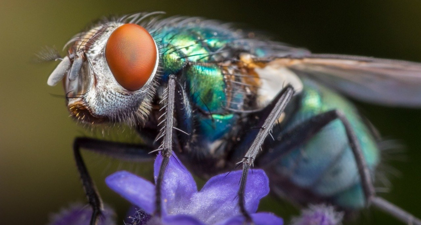 Старый тюль не выбрасываем – режем на полоски: делаем из него эффективное средство от мух, лайфак от эксперта
