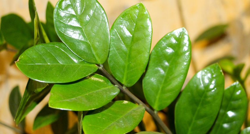 1 гр на 5 литров – и «долларовое дерево» будет радовать новым листом каждую неделю: лайфхак от эксперта