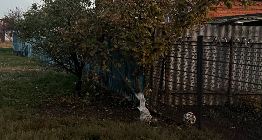 Корни ощетинятся ершиком: черенки в раствор на сутки – и зацветёт даже палка