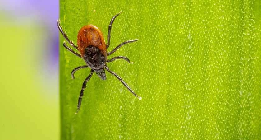 Половина чайной ложки в воду, и клещи будут обходить вас за километр : дорогие репелленты не нужны, рассказал эксперт