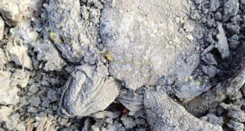 Подрядчик компенсирует ущерб от гибели редких черепах при очистке Южных прудов в Новороссийске