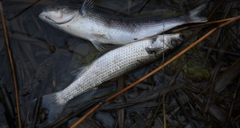 В Суджукской лагуне Новороссийска во время холодов погибла кефаль