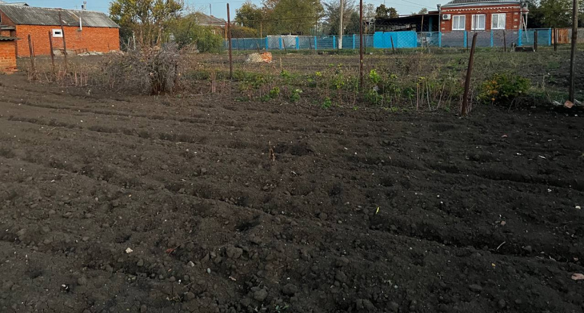 Кидаем в лунку – с куста собираем по 3 ведра: картофеля немерено, хоть соседям раздавай, лайфхак от эксперта