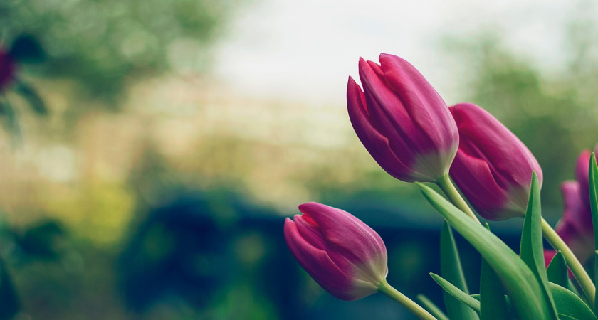 Кидаю 2 кубика в вазу, и букет как с клумбы даже на 14 день - наслаждаюсь их видом и ароматом, секрет специалиста