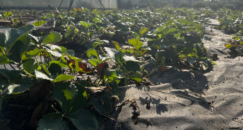 Клубника размером с теннисный мячик: 2 подкопа под кустами - лайфхак специалиста